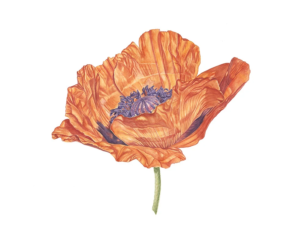 poppy✴︎ Poppy - Zig - CtrlAltMusic